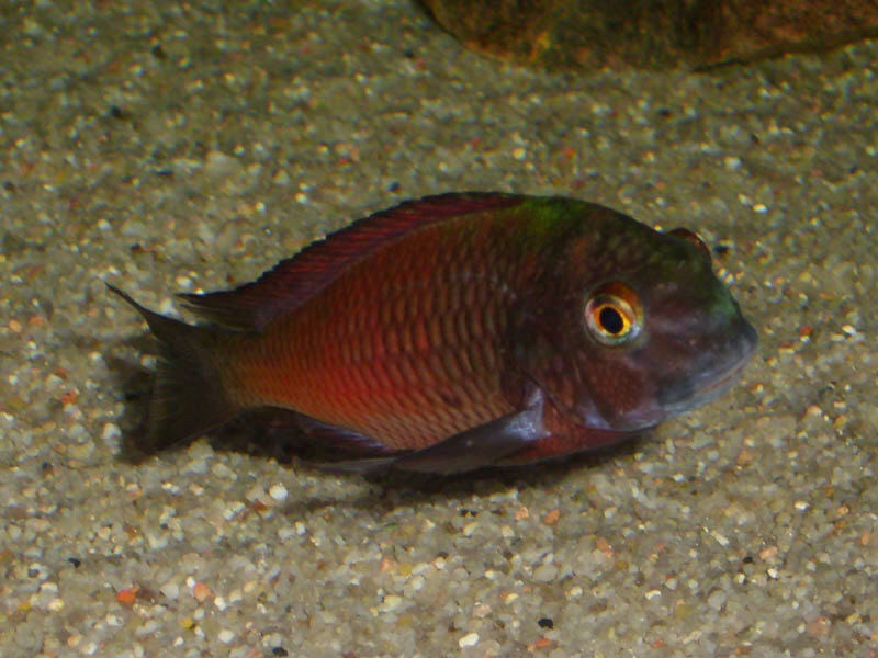 Tropheus sp. 'red' Moliro